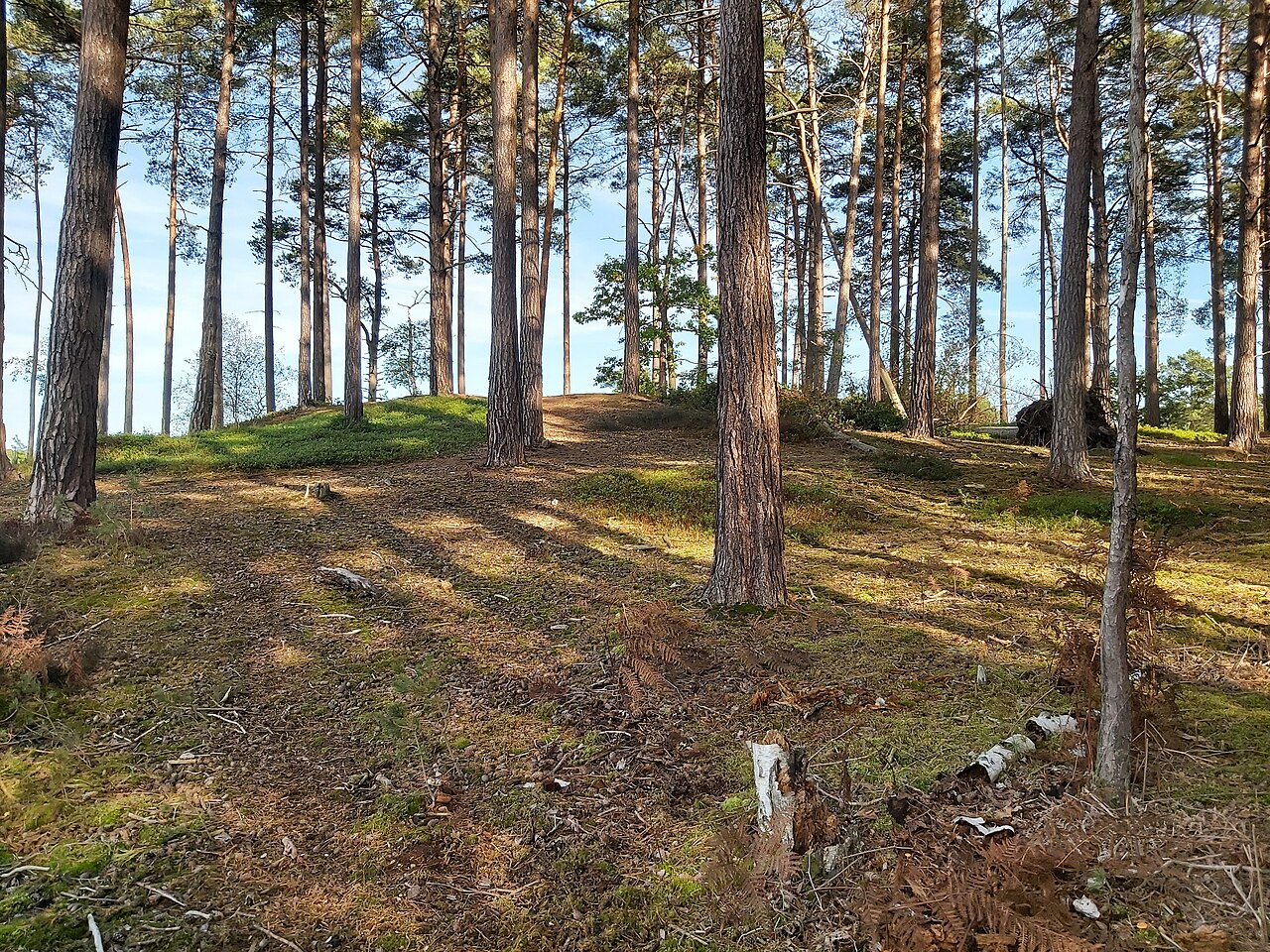 Avengers: Age of Ultron filming location: Bourne Wood