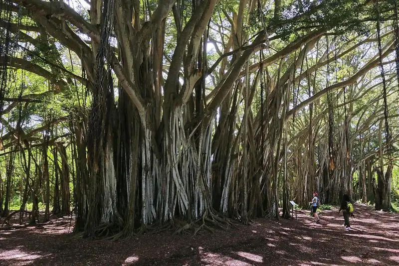 The Banyan Tree – The site of the mysterious hatch.